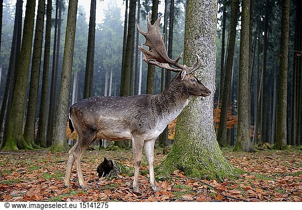 Zoologie  SÃ¤ugetiere (Mammalia)  Damhirsch (Dama dama)  mÃ¤nnliches Tier  captive  Wildpark Poing. Landkreis Ebersberg  Oberbayern  Bayern  Deutschland