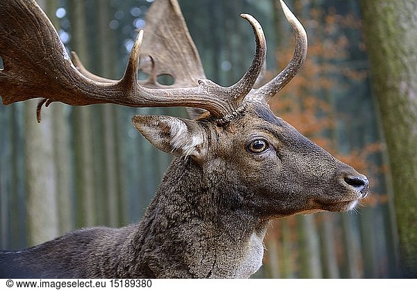 Zoologie  SÃ¤ugetiere (Mammalia)  Damhirsch (Dama dama)  PortrÃ¤t  mÃ¤nnliches Tier  captive  Wildpark Poing. Landkreis Ebersberg  Oberbayern  Bayern  Deutschland