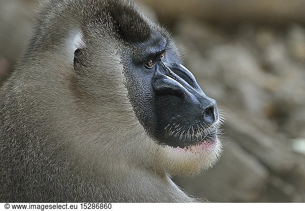 Zoologie  SÃ¤ugetiere (Mammalia)  Drill (Mandrillus leucophaeus)  mÃ¤nnliches Tier  head  captive  Limbe Wildlife Center  Limbe  Provinz Sud-Ouest  Kamerun  Afrika