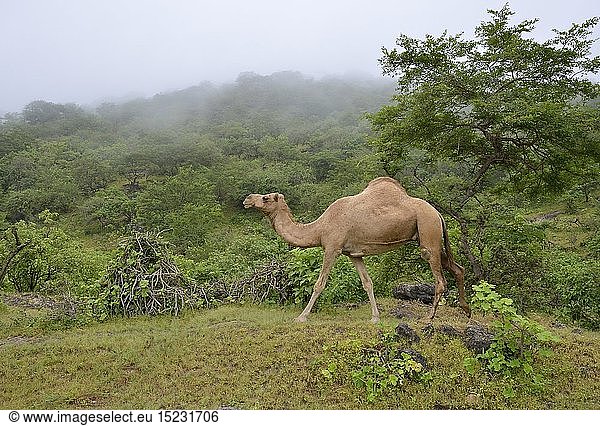 Zoologie  SÃ¤ugetiere (Mammalia)  Dromedar (Camelus dromedarius) lÃ¤uft wÃ¤hrend der Monsun-Zeit  Khareef-Season  durch die grÃ¼ne Bergwelt  Wadi Derbat  bei Salalah  Dhofar-Region  Oman  Orient