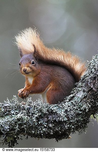 Zoologie  SÃ¤ugetiere (Mammalia)  EuropÃ¤isches EichhÃ¶rnchen  Sciurus vulgaris  Eurasian Red Squirrel  Cairngorms NP  Schottland