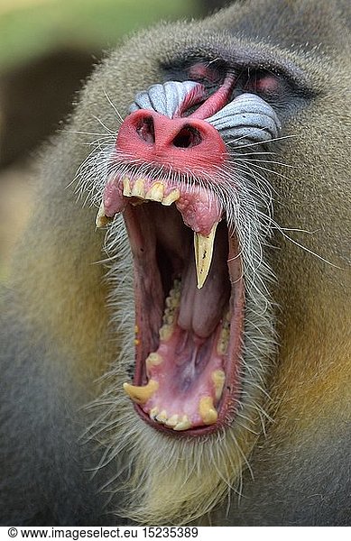 Zoologie  SÃ¤ugetiere (Mammalia)  GÃ¤hnender Mandrill (Mandrillus sphinx)  mÃ¤nnliches Tier  captive  Limbe Wildlife Center  Limbe  Provinz Sud-Ouest  Kamerun  Afrika