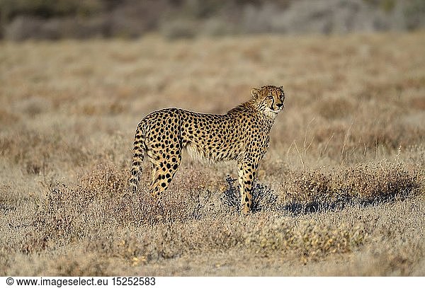 Zoologie  SÃ¤ugetiere (Mammalia)  Gepard (Acinonyx jubatus)  mÃ¤nnliches Tier  bei Namutoni  Etosha-Nationalpark  Kunene-Region  Namibia