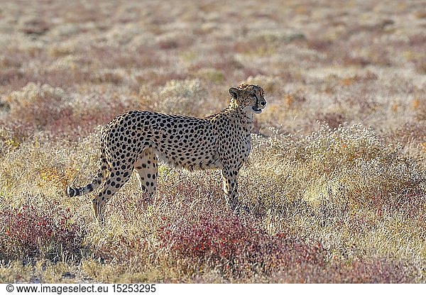 Zoologie  SÃ¤ugetiere (Mammalia)  Gepard (Acinonyx jubatus)  mÃ¤nnliches Tier  bei Namutoni  Etosha-Nationalpark  Kunene-Region  Namibia
