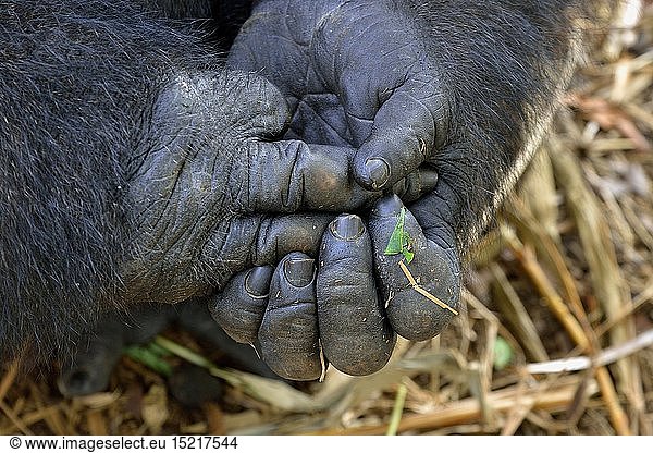 Zoologie  SÃ¤ugetiere (Mammalia)  HÃ¤nde eines Westlichen Flachlandgorillas (Gorilla gorilla gorilla)  mÃ¤nnliches Tier  Silverback  captive  Limbe Wildlife Center  Limbe  Provinz Sud-Ouest  Kamerun  Afrika