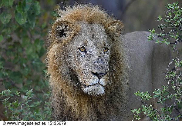 Zoologie  SÃ¤ugetiere (Mammalia)  LÃ¶we (Panthera leo)  mÃ¤nnliches Tier  Khwai-Region  North-West District  Okavango-Delta  Botswana