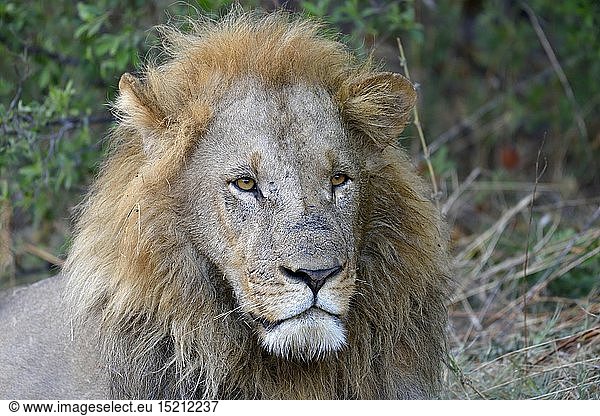 Zoologie  SÃ¤ugetiere (Mammalia)  LÃ¶we (Panthera leo)  mÃ¤nnliches Tier  Khwai-Region  North-West District  Okavango-Delta  Botswana