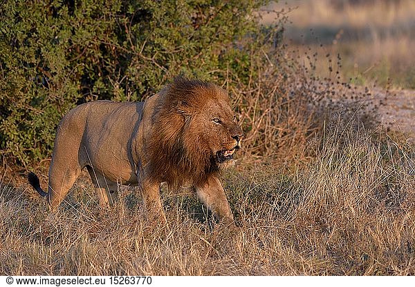 Zoologie  SÃ¤ugetiere (Mammalia)  LÃ¶we (Panthera leo)  mÃ¤nnliches Tier  Khwai-Region  North-West District  Okavango-Delta  Botswana