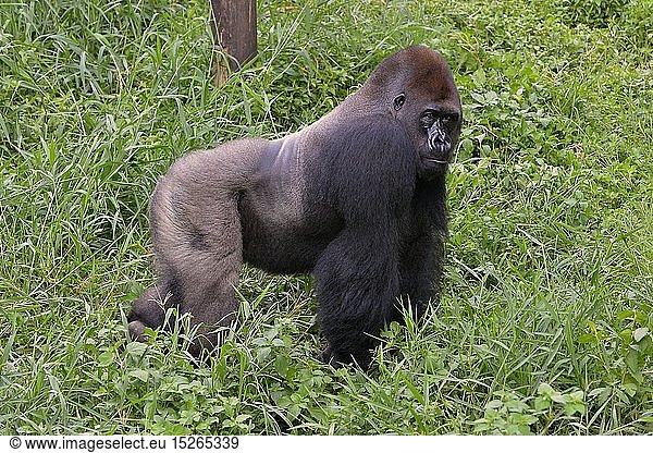Zoologie  SÃ¤ugetiere (Mammalia)  Westlicher Flachlandgorilla (Gorilla gorilla gorilla)  mÃ¤nnliches Tier  Silverback  captive  Limbe Wildlife Center  Limbe  Provinz Sud-Ouest  Kamerun  Afrika