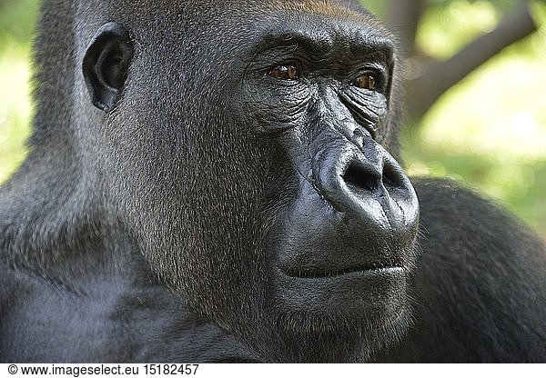 Zoologie  SÃ¤ugetiere (Mammalia)  Westlicher Flachlandgorilla (Gorilla gorilla gorilla)  PortrÃ¤t  mÃ¤nnliches Tier  Silverback  captive  Limbe Wildlife Center  Limbe  Provinz Sud-Ouest  Kamerun  Afrika
