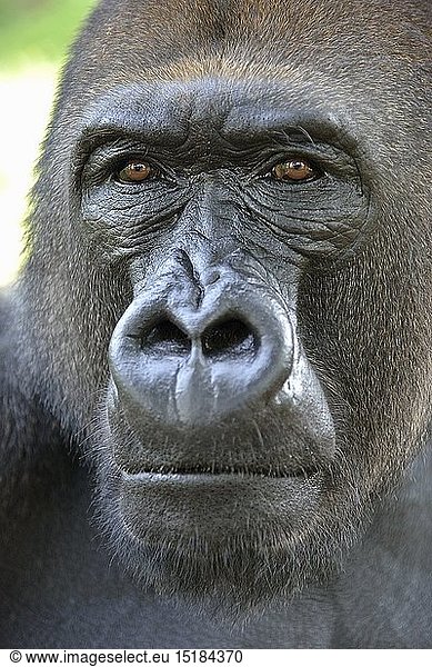 Zoologie  SÃ¤ugetiere (Mammalia)  Westlicher Flachlandgorilla (Gorilla gorilla gorilla)  PortrÃ¤t  mÃ¤nnliches Tier  Silverback  captive  Limbe Wildlife Center  Limbe  Provinz Sud-Ouest  Kamerun  Afrika