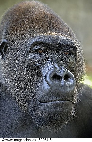 Zoologie  SÃ¤ugetiere (Mammalia)  Westlicher Flachlandgorilla (Gorilla gorilla gorilla)  PortrÃ¤t  mÃ¤nnliches Tier  Silverback  captive  Limbe Wildlife Center  Limbe  Provinz Sud-Ouest  Kamerun  Afrika