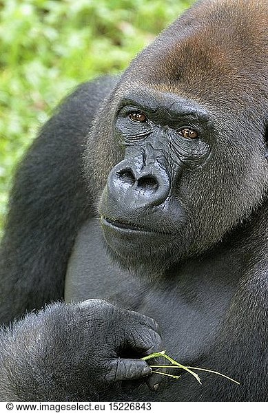 Zoologie  SÃ¤ugetiere (Mammalia)  Westlicher Flachlandgorilla (Gorilla gorilla gorilla)  PortrÃ¤t  mÃ¤nnliches Tier  Silverback  captive  Limbe Wildlife Center  Limbe  Provinz Sud-Ouest  Kamerun  Afrika