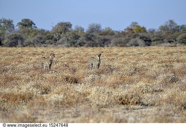 Zoologie  SÃ¤ugetiere (Mammalia)  Zwei Geparden (Acinonyx jubatus)  mÃ¤nnliche Tiere  bei Namutoni  Etosha-Nationalpark  Kunene-Region  Namibia