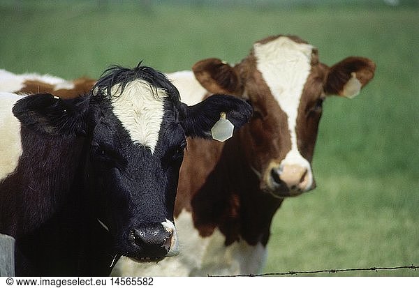 Zoologie  SÃ¤ugetiere  Rinder  (Bos)  Detail: KÃ¶pfe zweier KÃ¼he  schwarz weiÃŸ und braun weiÃŸ  Verbreitung: Europa