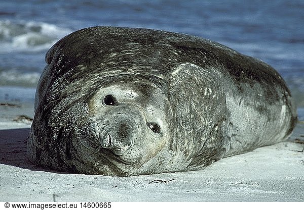 Zoologie  SÃ¤ugetiere  Robben  See-Elefant (Mirounga leonina) am Strand liegend  Falkland Inseln  Verbreitung: Inseln vor der SÃ¼dkÃ¼ste der USA und Mexikos  sÃ¼dlicher Seeelefant  Seelefant  Elefantenrobbe  Phocidae  Mexiko  southern elephant seal
