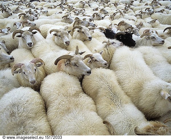 Zoologie  SÃ¤ugetiere  Schafe (Ovis)  Schwarzes Schaf inmitten weiÃŸer Schafe beim Schafabtrieb  Island