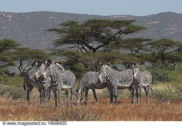 Zoologie Säugetiere Zebras Grevyzebra (Equus grevy) Herde in Landschaft mit Schirmakazien Kenia Verbreitung: Afrika