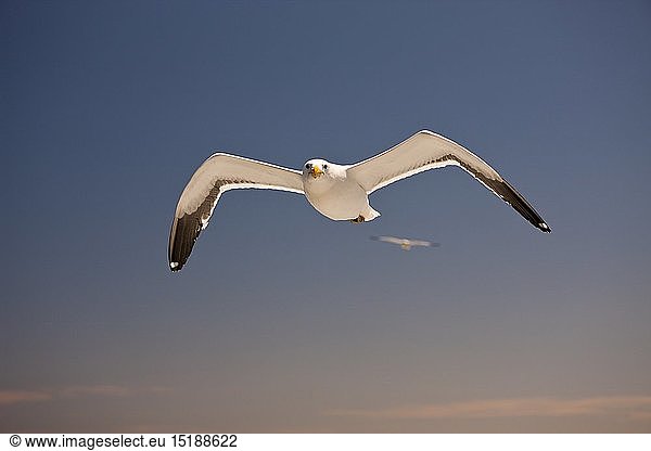 Zoologie  VÃ¶gel (Aves)  Dominikanermoewe im Flug  Larus dominicanus  Walvis Bay  Namibia