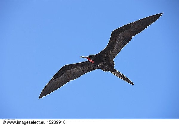 Zoologie  VÃ¶gel (Aves)  Fregattvogel im Flug  Fregata magnificens  North Seymour  Galapagos  Ecuador