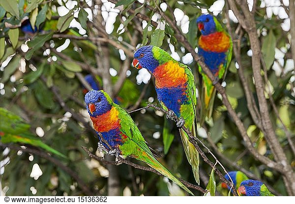 Zoologie  VÃ¶gel (Aves)  Gebirgs-Allfarblori  Regenbogen-Lori  Trichoglossus haematodus moluccanus  Brisbane  Australien