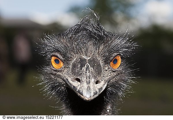 Zoologie  VÃ¶gel (Aves)  Grosser Emu  Dromaius novaehollandiae  Brisbane  Australien