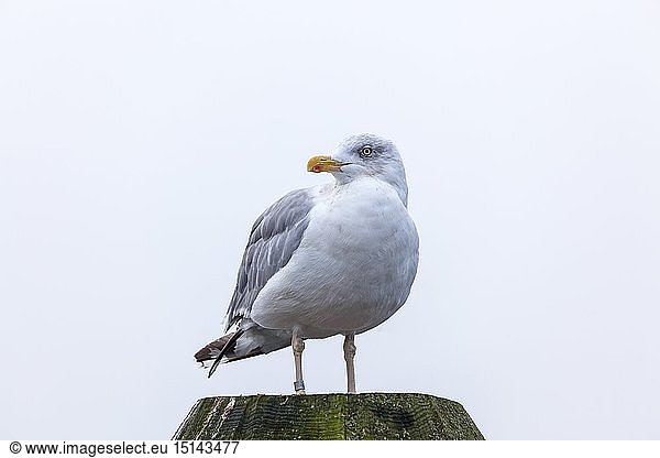 Zoologie  VÃ¶gel (Aves)  SilbermÃ¶we (Larus argentatus)  TravemÃ¼nde  LÃ¼beck  Schleswig-Holstein  Deutschland