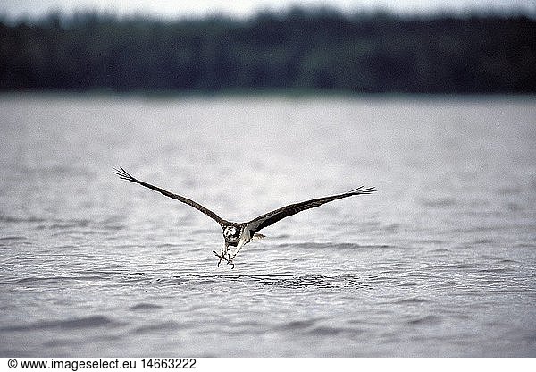 Zoologie  VÃ¶gel  Fischadler (Pandion haliaetus)  jagend  Schweden  Verbreitung: weltweit ohne SÃ¼damerika