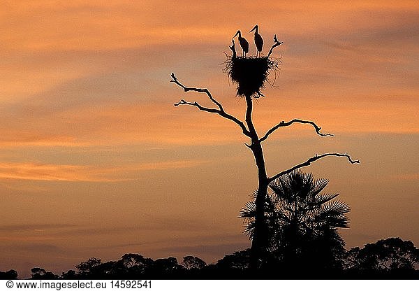Zoologie  VÃ¶gel  StÃ¶rche  Jabirusstorch (Jabiru mycteria)  zwei StÃ¶rche im Nest  Sonnenaufgang  Pantanal  Brasilien  Verbreitung: Mittel- und SÃ¼damerika