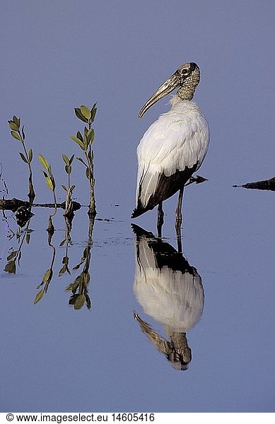 Zoologie  VÃ¶gel  StÃ¶rche  Waldstorch (Mycteria americana)  im Wasser stehend  Sanibel Island  Verbreitung: Amerika  Vogel  Storch  Ciconiidae  american wood ibis  wood stork