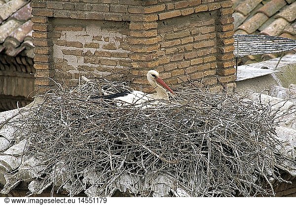 Zoologie  VÃ¶gel  StÃ¶rche  WeiÃŸstorch (Ciconia ciconia)  Storch in Nest auf der Kathedrale San Miguel  Alfaro  Spanien  Verbreitung: Europa  Afrika  Mittlerer Osten  China