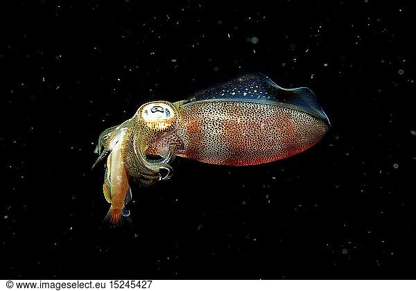 Zoologie Weichtiere Kalmar Grossflossen - Riffkalmar frisst Fisch (Sepioteuthis lessoniana) Burma Myanmar