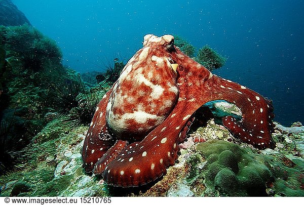 Zoologie  Weichtiere  Kraken  Krake  Gemeiner Krake  Oktopus  (Octopus vulgaris)  Burma  Myanmar