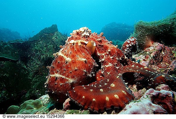 Zoologie  Weichtiere  Kraken  Krake  Gemeiner Krake  Oktopus  (Octopus vulgaris)  Burma  Myanmar