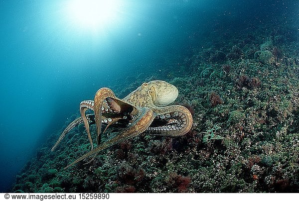 Zoologie  Weichtiere  Kraken  Krake  Gemeiner Krake  Oktopus  (Octopus vulgaris)  Kroatien