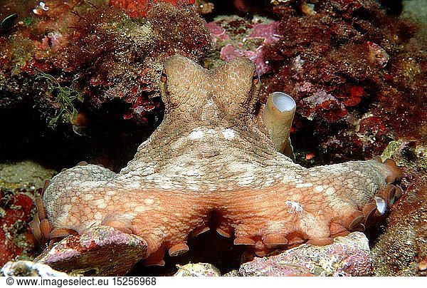 Zoologie  Weichtiere  Kraken  Krake  Gemeiner Krake  Oktopus  (Octopus vulgaris)  Spanien