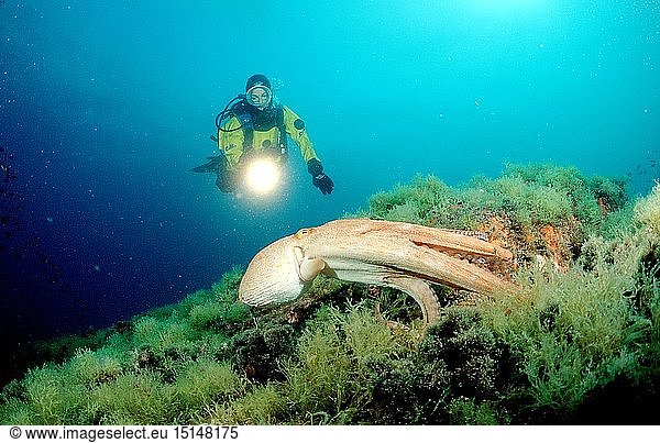 Zoologie  Weichtiere  Kraken  Krake  Gemeiner Krake und Taucher  Oktopus  (Octopus vulgaris)  Spanien