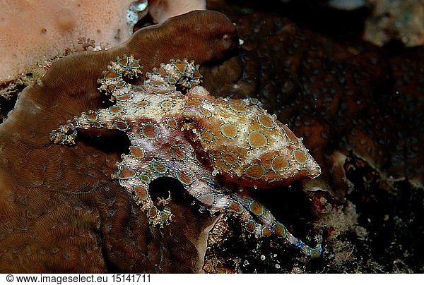 Zoologie  Weichtiere  Kraken  Krake  Grosser Blauringkrake  Blauringoktopus  (Hapolochlaena lunulata)  Australien