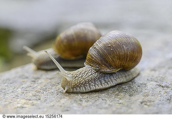 Zoologie  Weichtiere (Mollusca)  Weinbergschnecke  Ã–sterreich