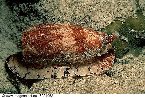 Zoologie Weichtiere Schnecken Schnecke Landkarten - Kegelschnecke (Conus geographus) Papua Neu Guinea