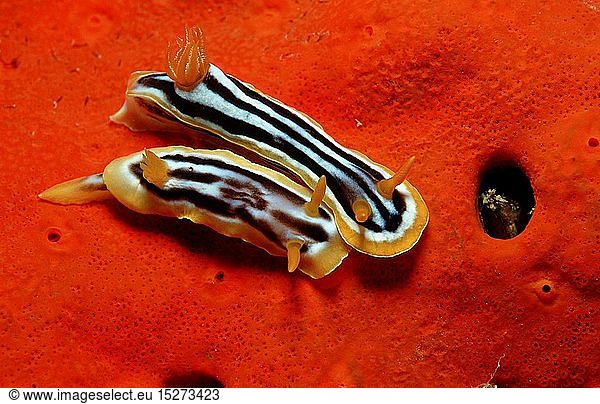 Zoologie Weichtiere Schnecken Schnecke Pyjamaschnecke Meeresnacktschnecke (Chromodoris quadricolor) Ägypten