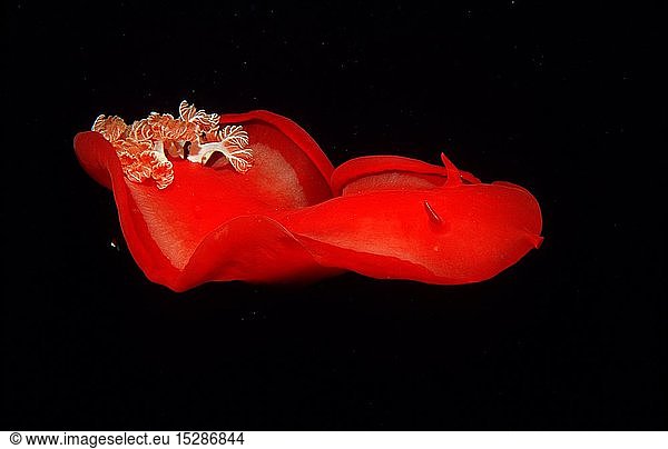 Zoologie  Weichtiere  Schnecken  Schnecke  Spanische TÃ¤nzerin  Nacktschnecke  Meerschnecke  (Hexabranchus sanguineus)  Ã„gypten