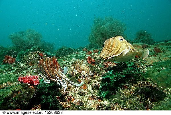 Zoologie  Weichtiere  Tintenfische  Sepia  (Sepia pharaonis)  Burma  Myanmar