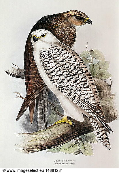 zoology / animal  avian / bird  falconidae  iceland falcon  (falco rusticolus islandicus)  young and old in winter feathers (front)  colour lithograph  by John Gould (1804 - 1881)  from 'Birds of Europe'  volume I  London  1832 / 1873  private collection