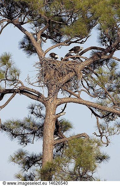 zoology / animals  avian / bird  Accipitridae  Bald Eagle (Haliaeetus leucocephalus)  several eagles in nest  on tree  Cape Coral  Florida  USA  distribution: North America