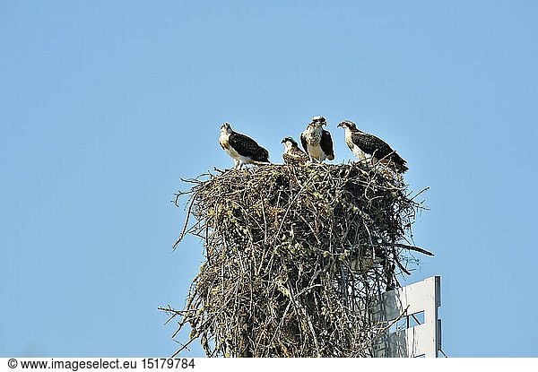 zoology / animals  avian / bird (aves)  Osprey (Pandion haliaetus) Family in stick nest built on Mackenzie River channel guide marker  Fort Providence  Northwest Territory  Canada