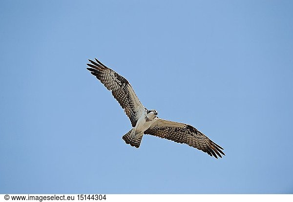 zoology / animals  avian / bird (aves)  Osprey Pandion haliaetus Florida Everglades