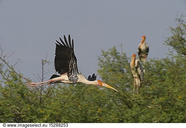 zoology / animals  avian / bird (aves)  Painted Storks (Mycteria leucocephala) a breeding colony Bharatpur India