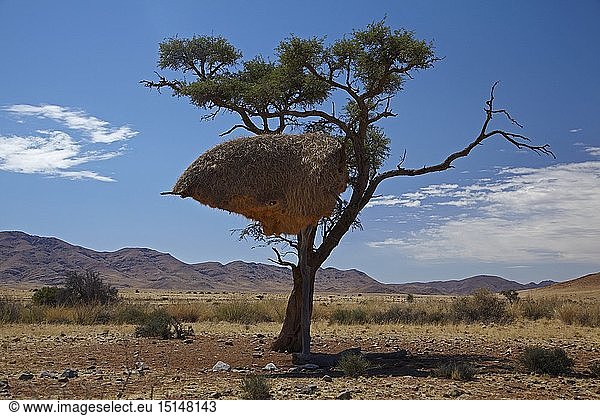 Zoology / animals  avian / bird (aves)  sociable weavers nest  Namib Desert  large  bird  community  Southern Namibia