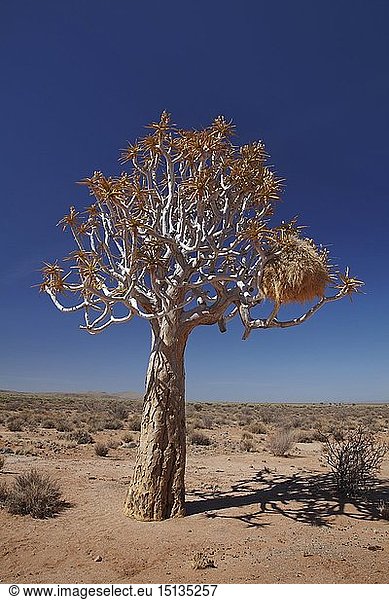 Zoology / animals  avian / bird (aves) Southern Namibia  Sociable Weavers Nest in Kokerboom or Quiver Tree (Aloe dichotoma)  near Fish River Canyon  bird  large  community  desert